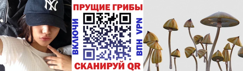 Псилоцибиновые грибы GOLDEN TEACHER  где можно купить   Анапа 